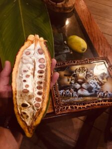 cacao-fruit